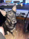 Jester - Photo 3