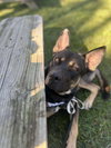 Jester - Photo 4