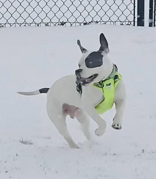 SLADE - American Pit Bull Terrier available for adoption
