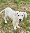 Falkor - Photo 6
