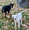 Falkor - Photo 9