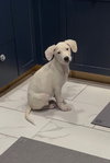 Falkor - Photo 11