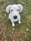 Falkor - Photo 8