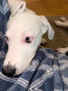 Falkor - Photo 12