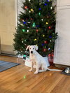 Falkor - Photo 4