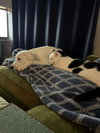 Falkor - Photo 5