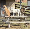 Falkor - Photo 7