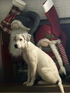 Falkor - Photo 13