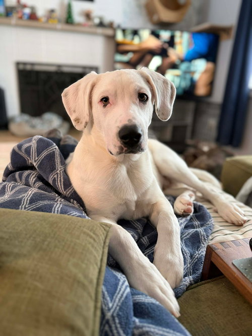 FALKOR - American Pit Bull Terrier available for adoption