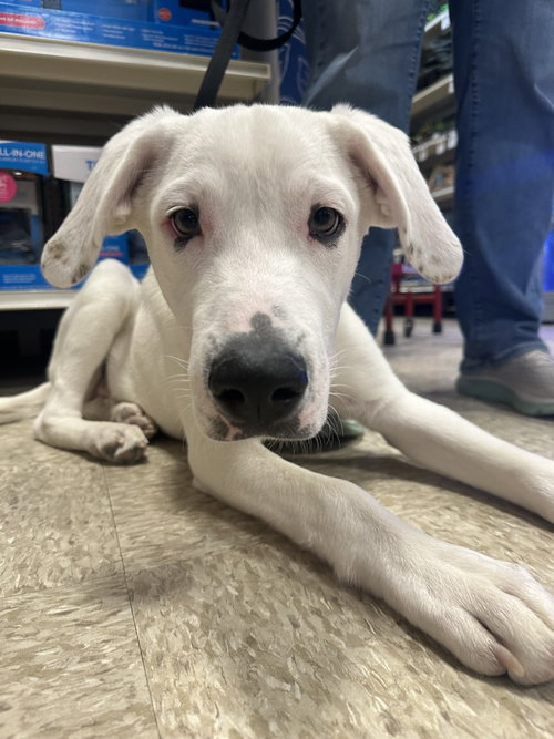 FALKOR - American Pit Bull Terrier available for adoption