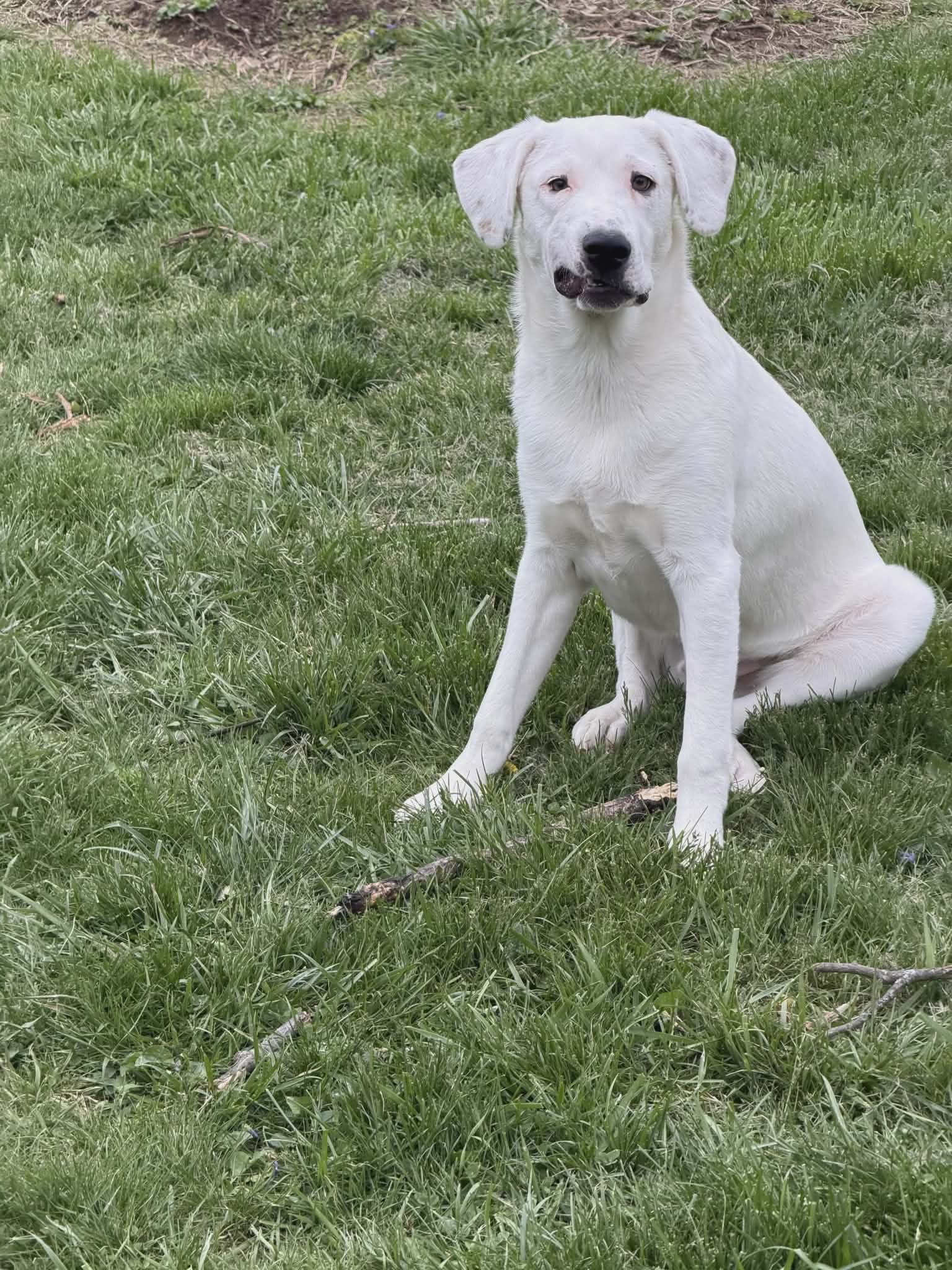 Falkor image 3
