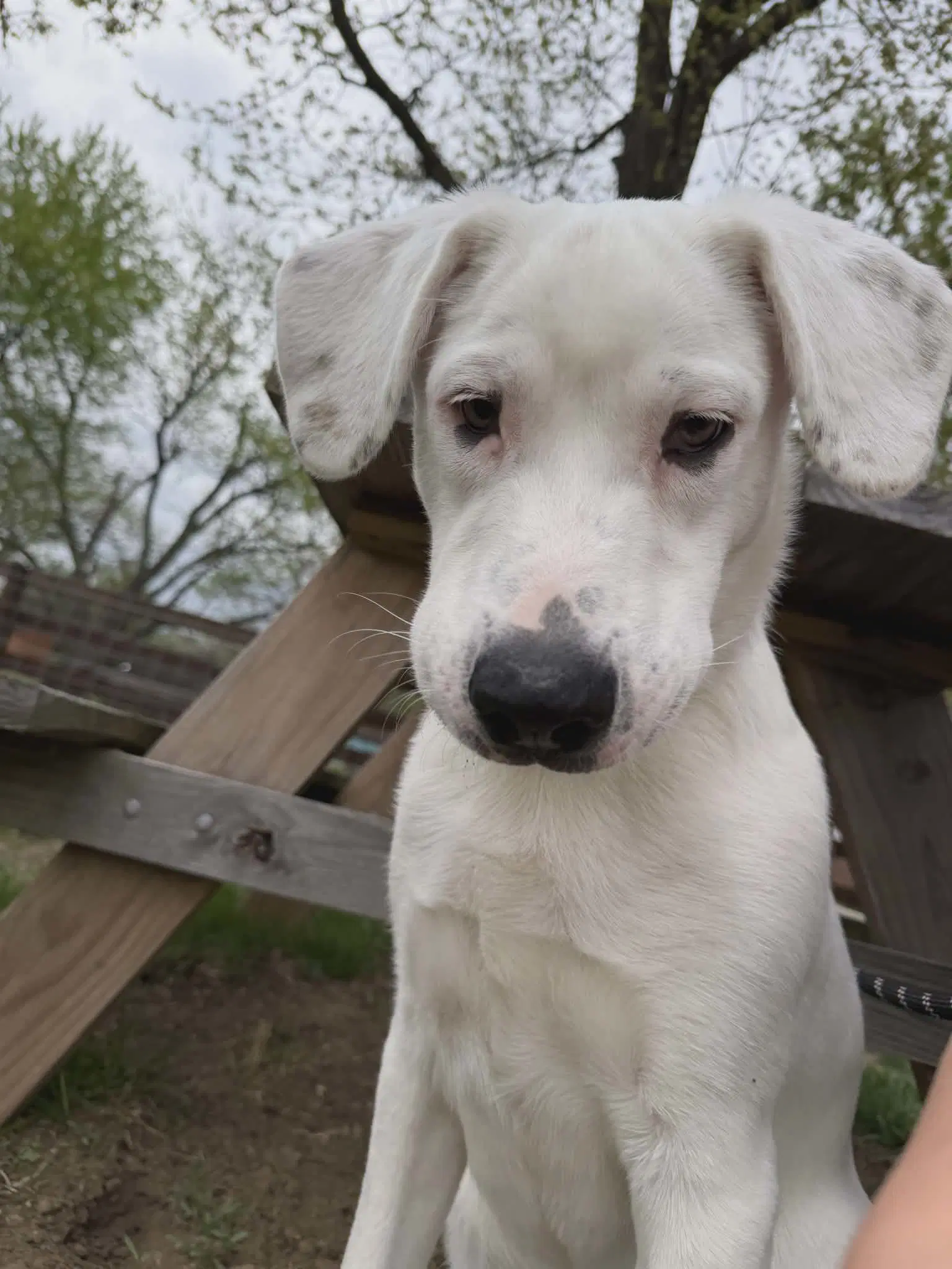 Falkor - Great Pyrenees