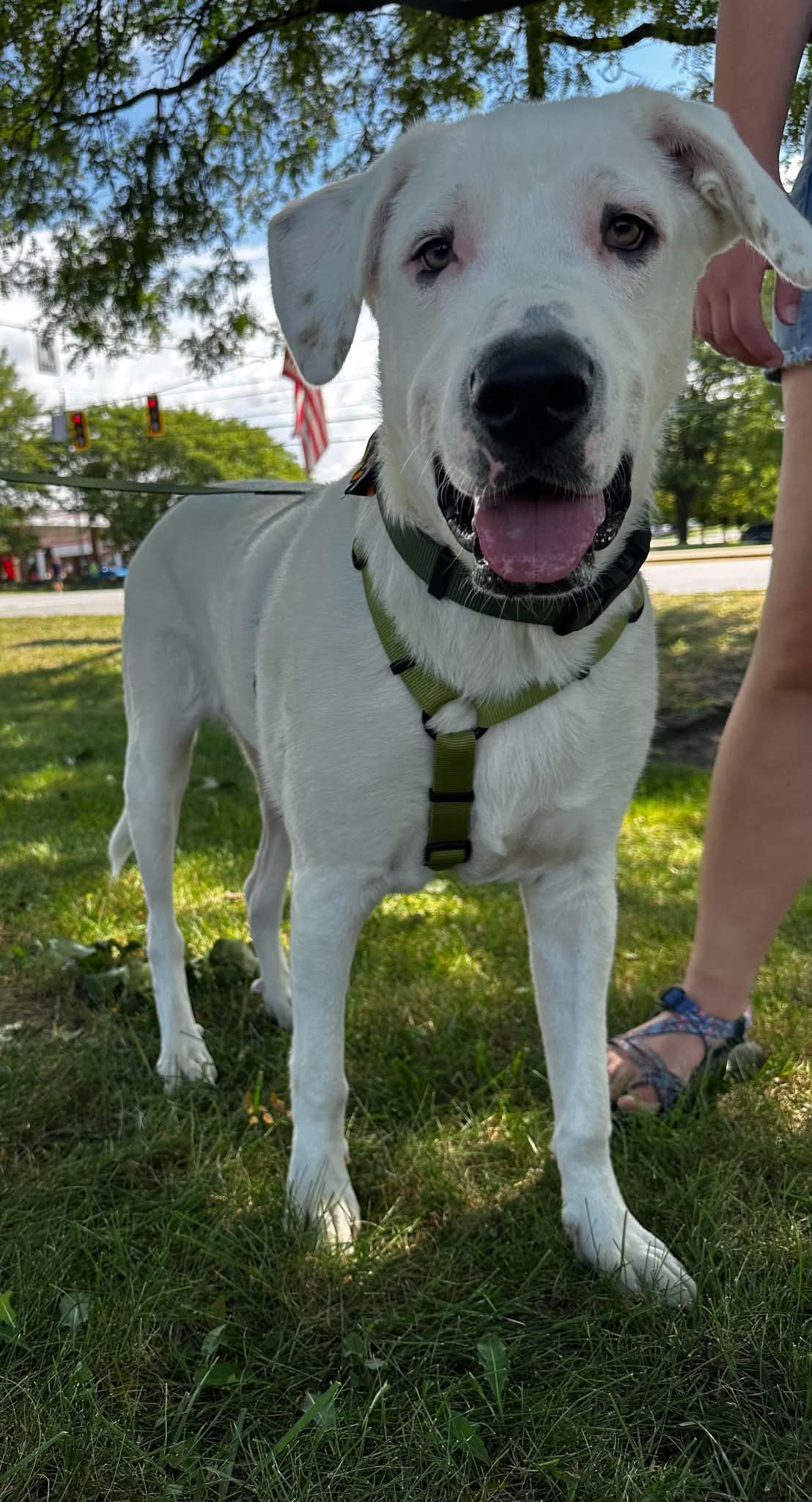 Falkor