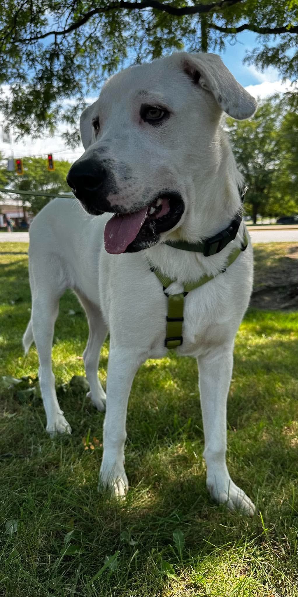 Falkor image 3