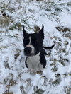 Harvey - Photo 6