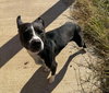 Harvey - Photo 7