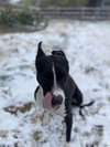 Harvey - Photo 8