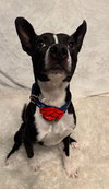 Harvey - Photo 5