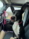 Harvey - Photo 2