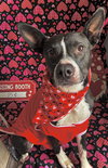 Harvey - Photo 1