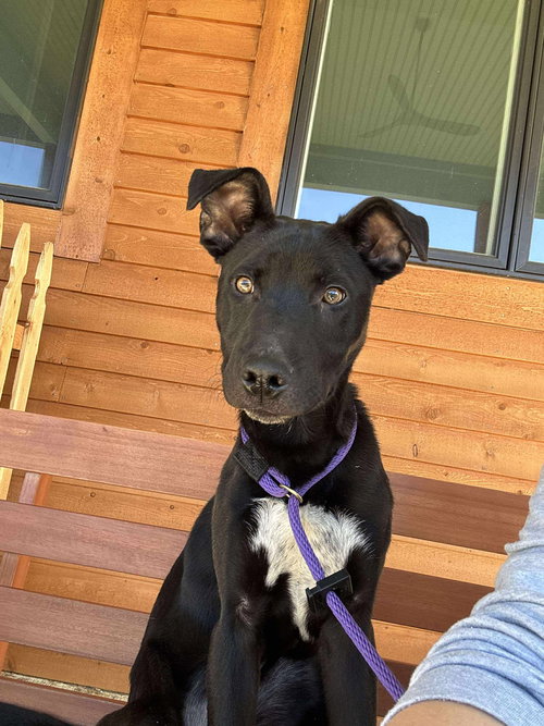 MACARONI - German Shepherd Dog available for adoption