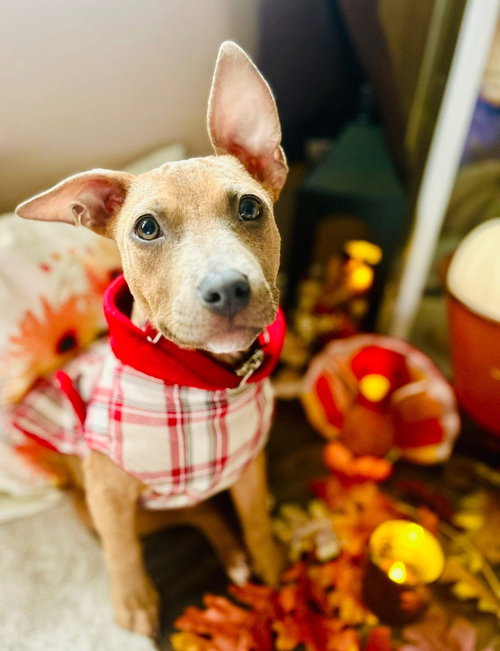 picture of the dog needing adoption