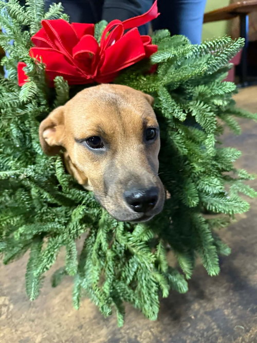 picture of the dog needing adoption
