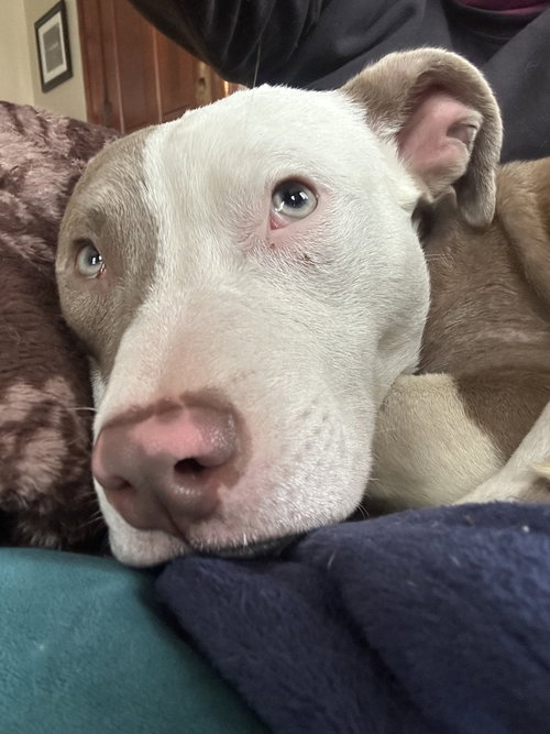 picture of the dog needing adoption