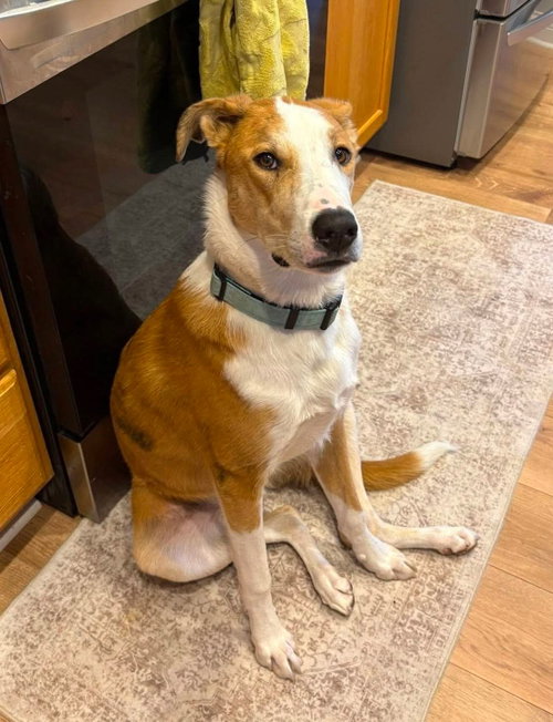 Krypto, an adoptable Australian Shepherd in Germantown, OH