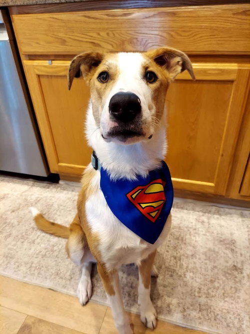 Krypto, an adoptable Australian Shepherd in Germantown, OH