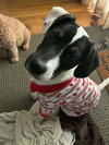 Vinny - Photo 4