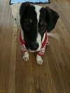 Vinny - Photo 8