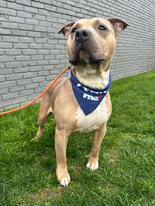 picture of the dog needing adoption
