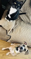 Lucky Clover - Photo 14
