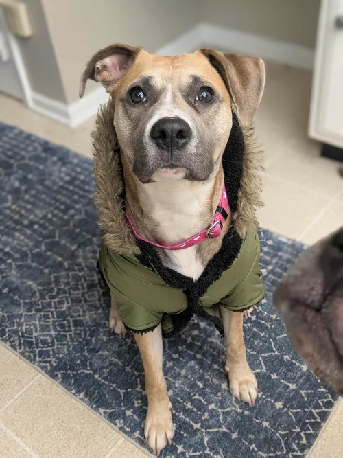 picture of the dog needing adoption