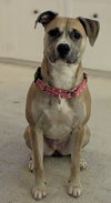 Lucky Clover - Photo 7