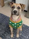 Lucky Clover - Photo 4