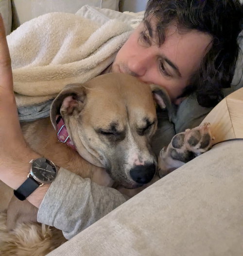 LUCKY CLOVER - Black Mouth Cur available for adoption