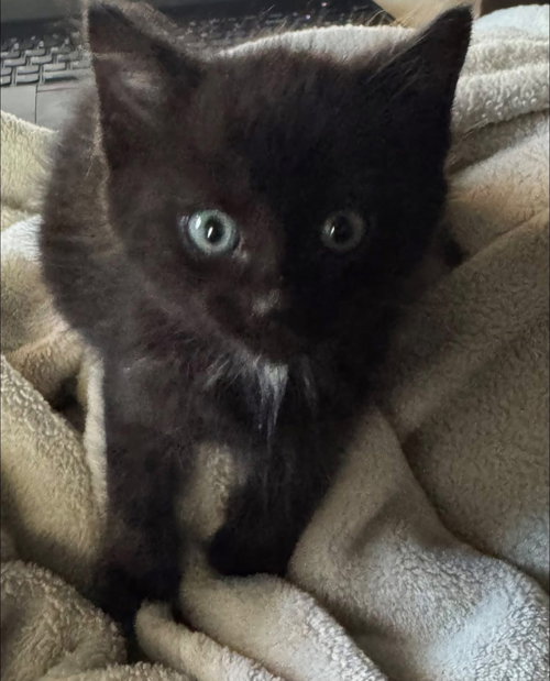 picture of the cat needing adoption