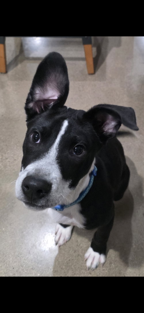 picture of the dog needing adoption