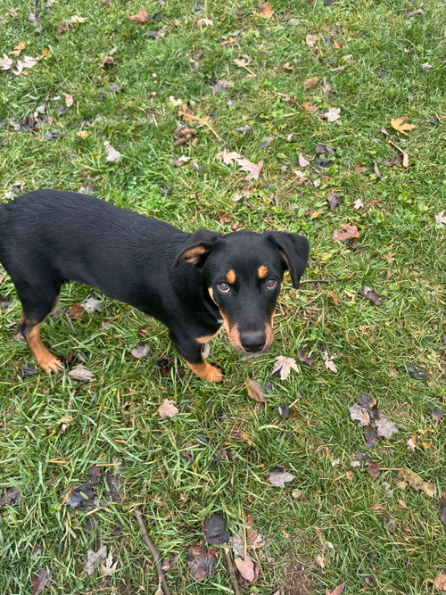 picture of the dog needing adoption