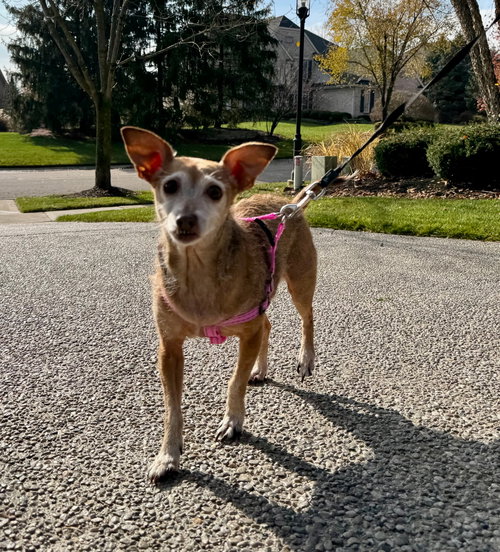 picture of the dog needing adoption