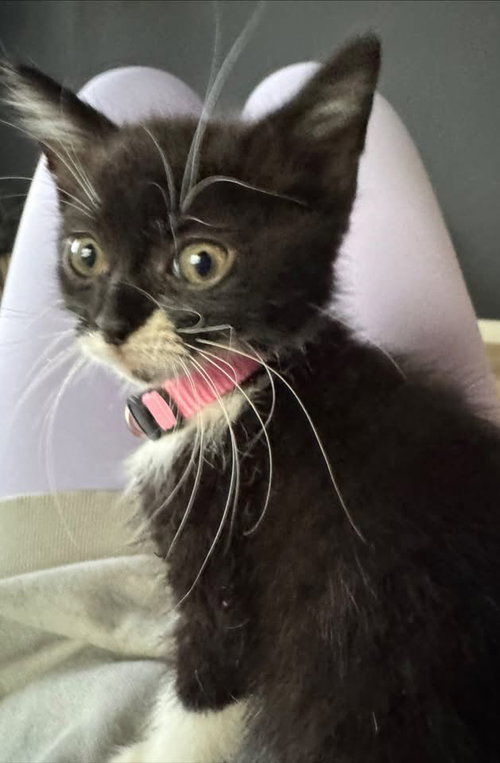picture of the cat needing adoption