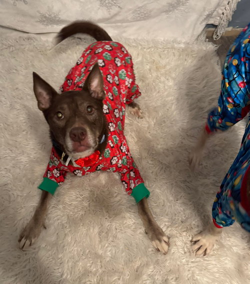 MAINE AND VIRGINIA - Husky / Shepherd available for adoption