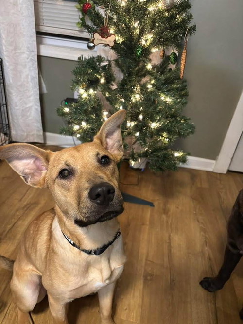 picture of the dog needing adoption