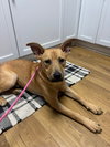 Cassian - Photo 5