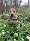 Cassian - Photo 1