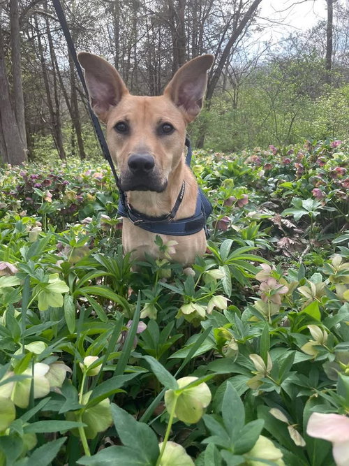 Cassian, an adoptable Shepherd in Germantown, OH
