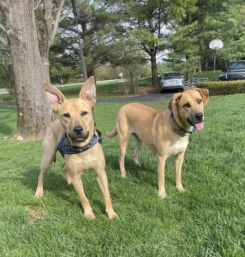CASSIAN - Shepherd available for adoption