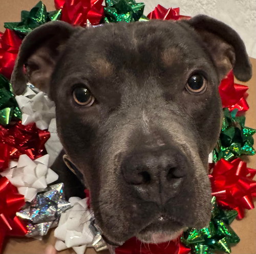 SPAETZLE - American Pit Bull Terrier available for adoption